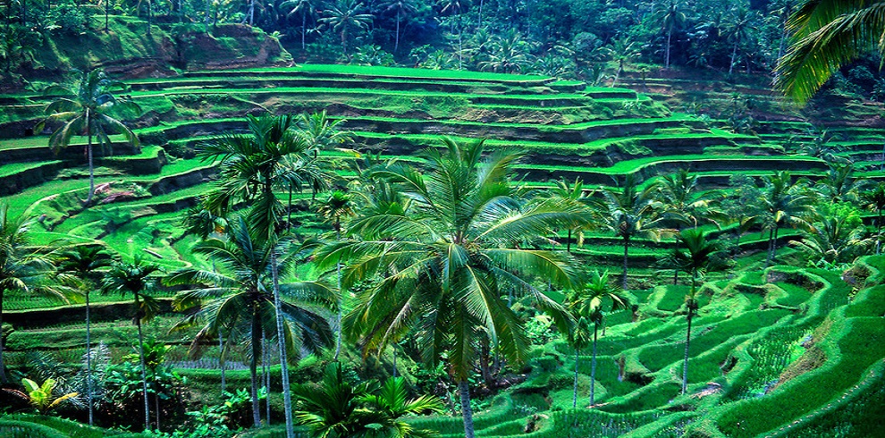Rice_terrace_Ubud_Bali